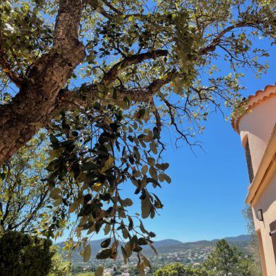 Ferienwohnung in der Villa Mahbouba